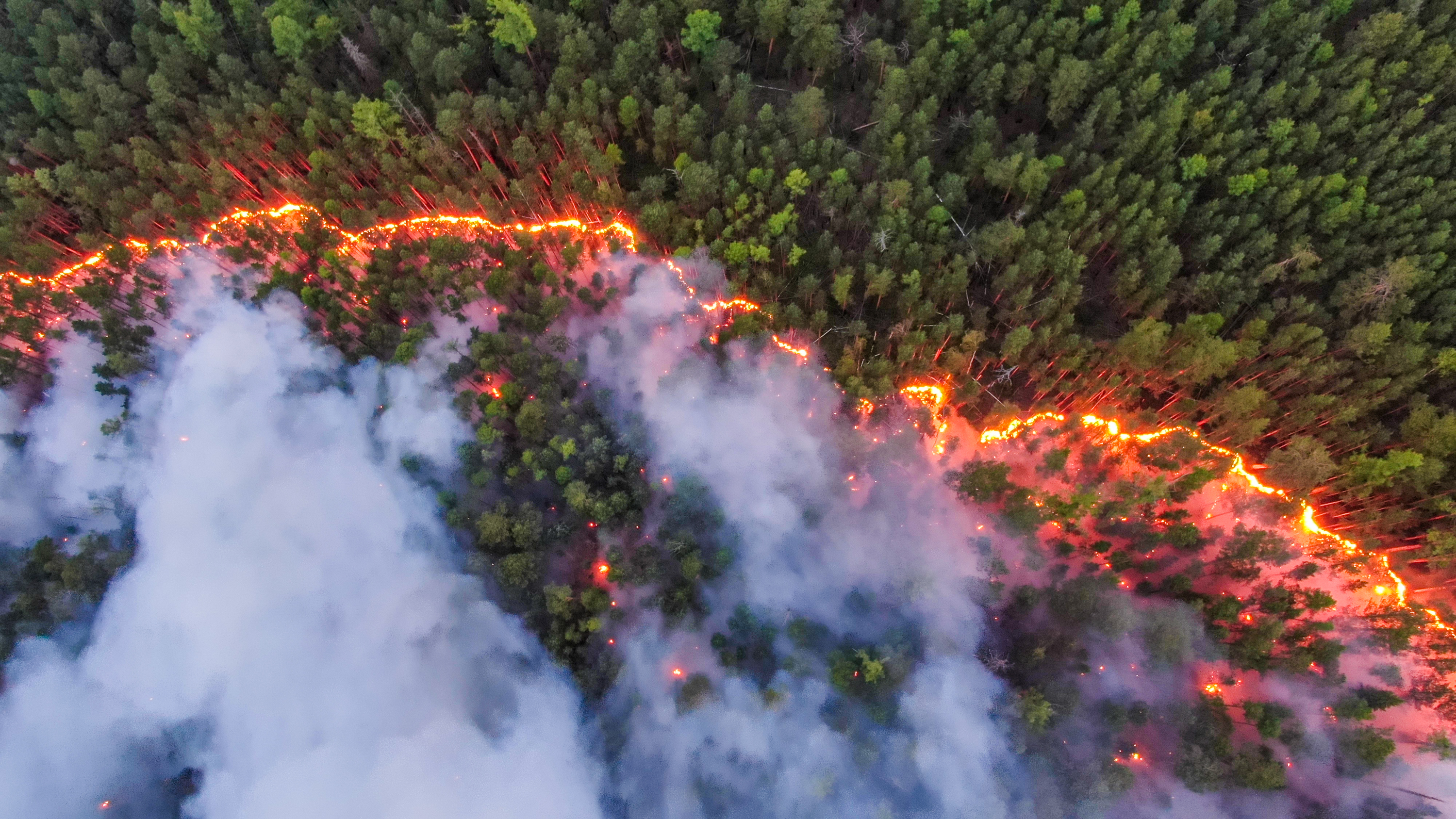Recent Forest Fire In World 2025