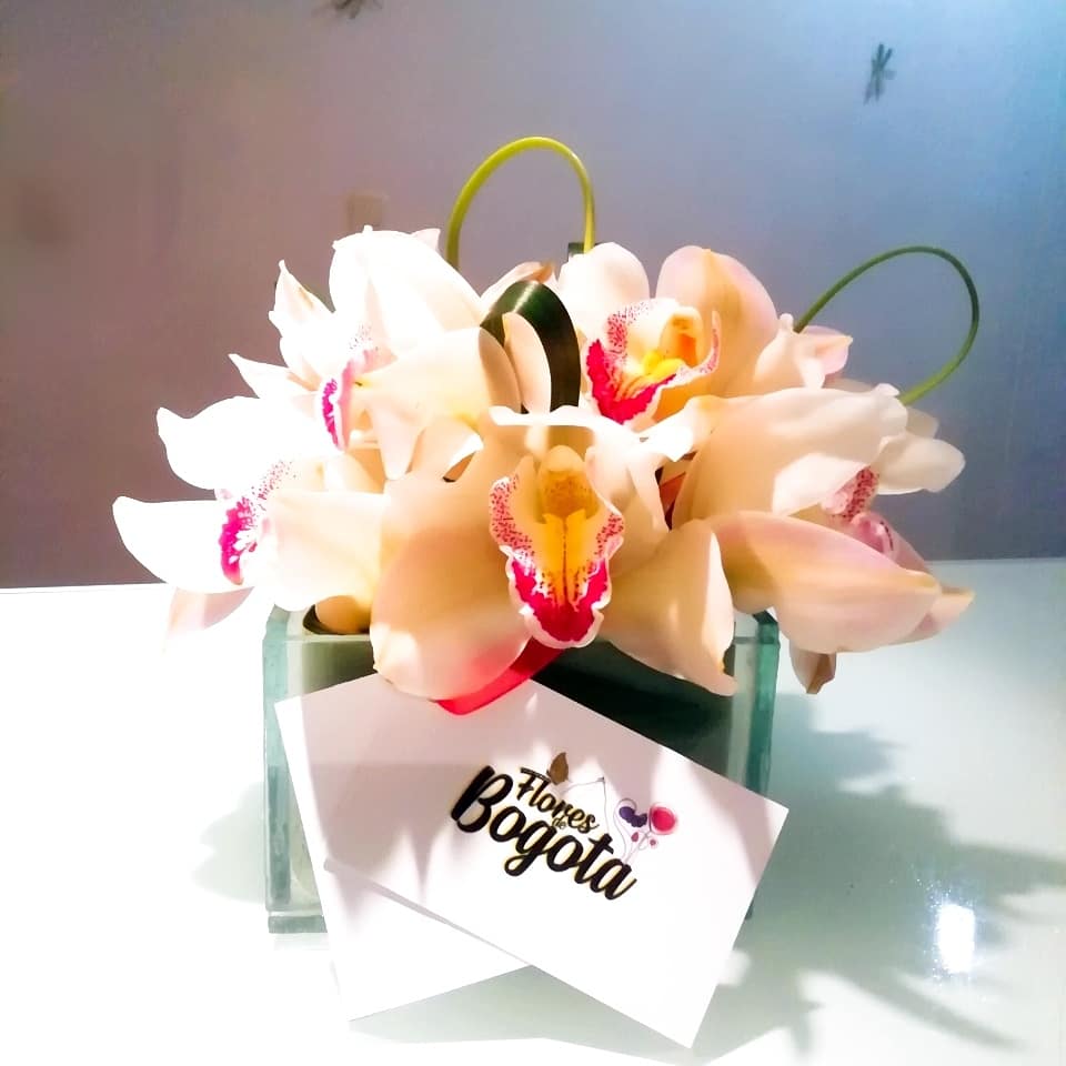 FloresVirtual's tweet photo. Cesta de Cymbidium
12 Orquídeas delicadamente dispuestas para decorar el espacio de las personas que más quieres.
Info y pedidos 📱3164090037 🌷
Inbox 📄🌱
Domicilio incluido 🛵
#regalaorquídeas #orquídeas #cymbidium #regalo #detalle #amor #amistad #domicio #Bogotá @FloresVirtual https://t.co/tg6MiPA2VE