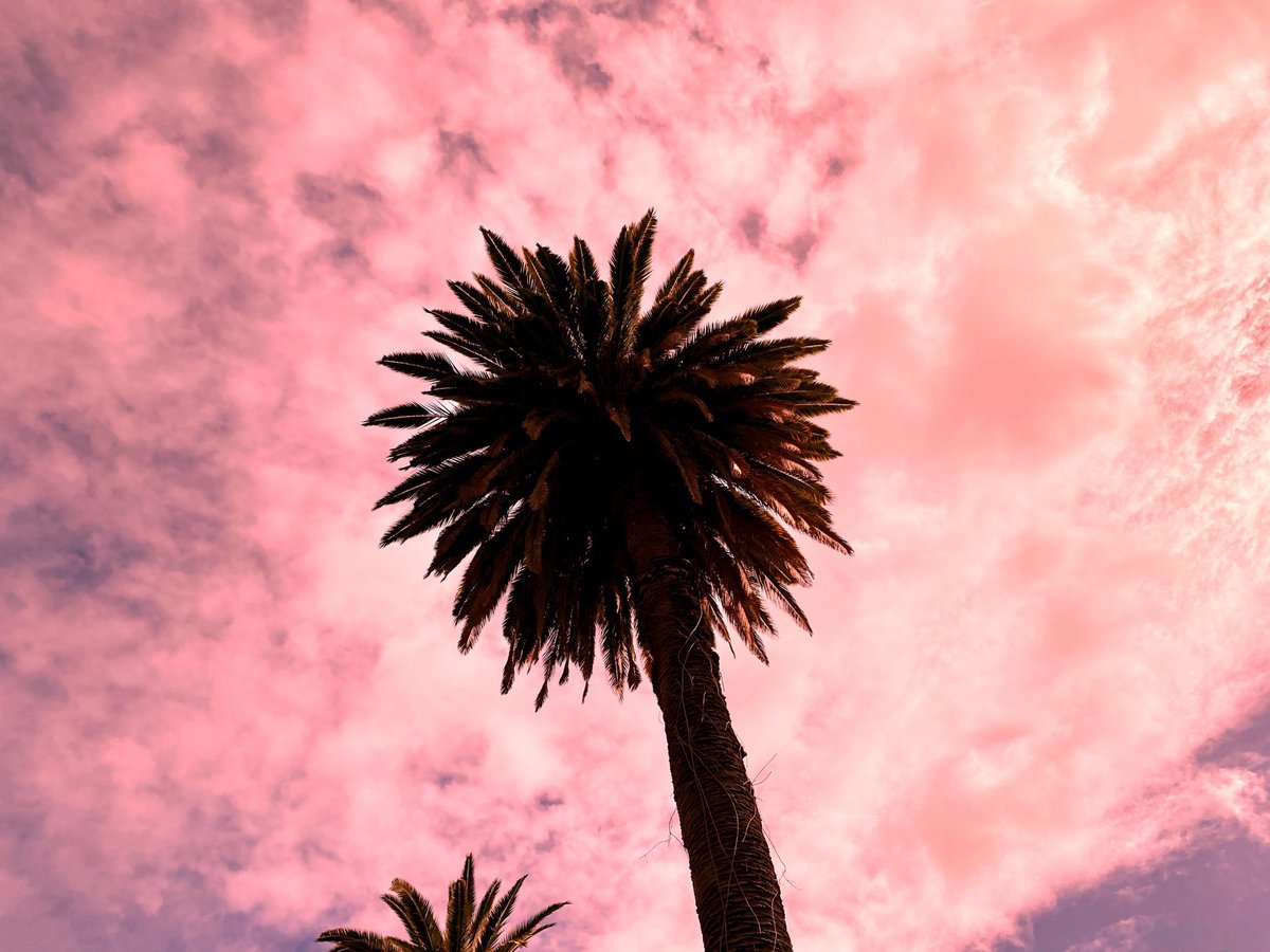 CA_Nature_Photo's tweet photo. Good morning L.A. 🌴 #palmtree #palmtrees #tree #trees #sky #skies #Hollywood #LosAngeles #California #SoCal #Etsy #Etsyshop #CaliforniaNature #nature #naturephotography #photography #art #tropical #printableart #downloadableart #digitalart #linkinbio 📷 https://t.co/06xVg0ET5F