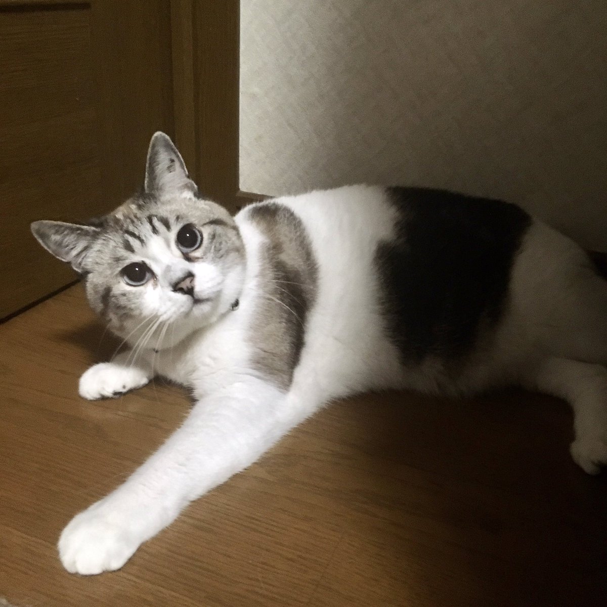 tsumuginyan's tweet photo. ・・・・・・ドキドキ❣️
・・・・ドキドキドキ❣️
・・ドキドキドキドキ❣️
見つかっちゃったニャ💖 https://t.co/u0XSSx38yf