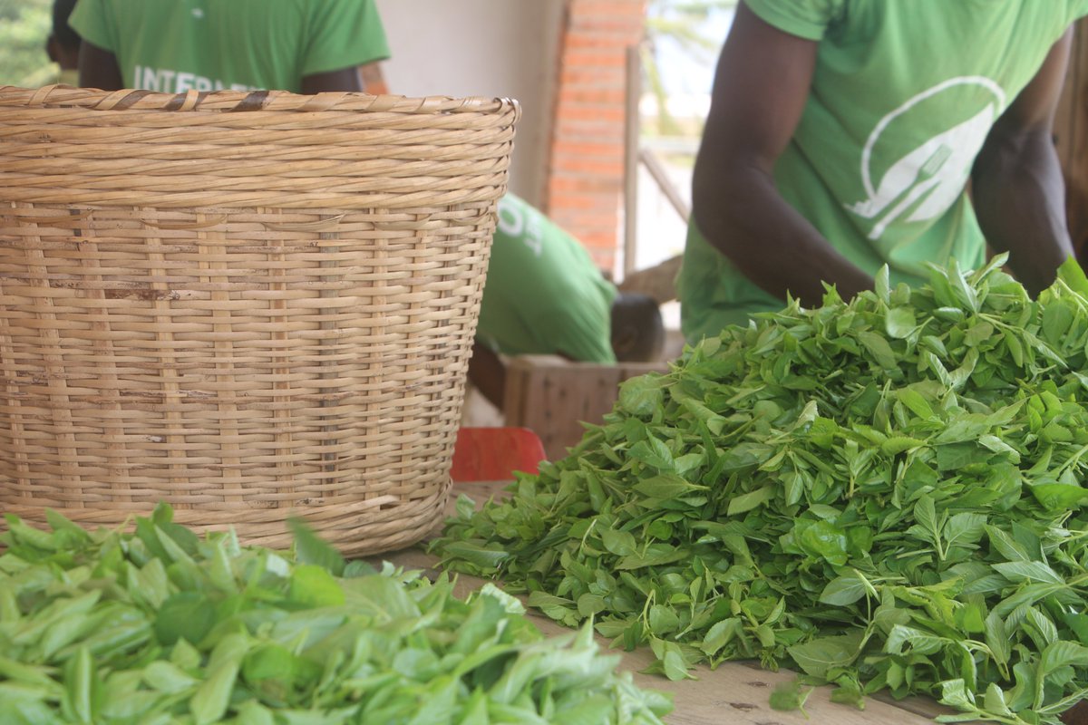 Elles sont toutes fraîches!!!
Fraîches et biologiques, elles n'attendent qu'à caresser vos papilles. La récolte est faite! Vous pouvez toujours passer votre commande de corettes potagères au +228 93691104.#BioFood
<a href="/woelab/">HubCity WoeLab</a> , @sename_ , <a href="/nativ_IS/">NATIV</a> , <a href="/FAO/">Food and Agriculture Organization</a> , <a href="/ProduireBio/">ProduireBio</a>