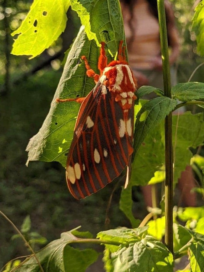 fluxenfield's tweet photo. entymomogist friends: Spectacular moth found in Great Falls, Virginia. Anybody know what this is? https://t.co/nFulF5naGB