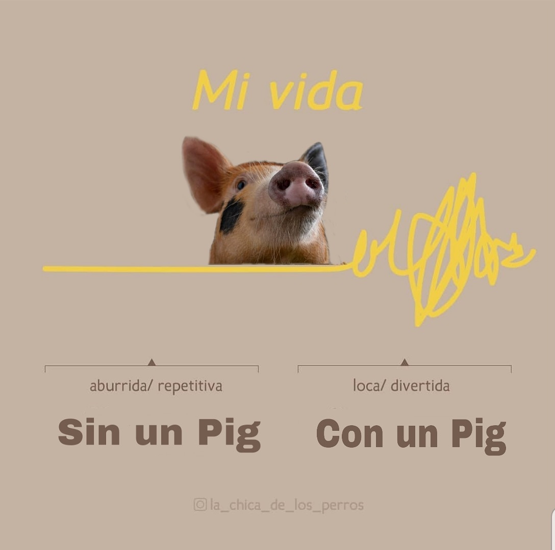 lapochivegana's tweet photo. 🐽❤

#pigs #minipig #pet #pets #friends #love #animales #Vegan #mascotas #petfriendly https://t.co/j0ak3s22fq