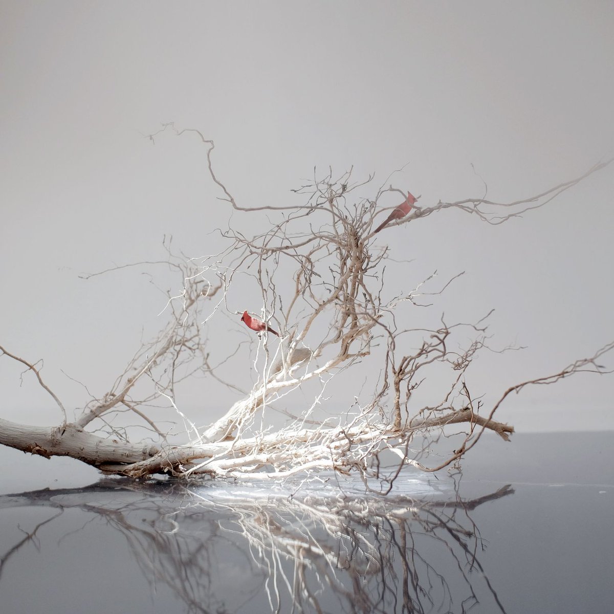 LesDelicesMusic's tweet photo. Cleveland-based artist Lori Kella created these stunning, uncanny images to accompany our four 2020-21 programs. 🔎Take a close look 🔎 then click the link to learn more about this wonderful artist and her unique process here: https://t.co/RL6YNyx4uZ https://t.co/SPZ9stggSI
