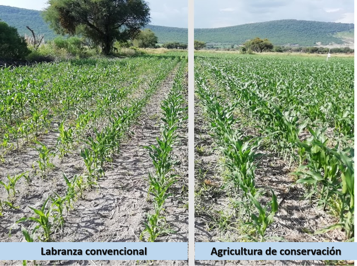 SaldiviaAbel's tweet photo. Agricultura de Conservación propicia una mayor eficiencia del uso de la lluvia, mayor infiltración de agua y disminución de la evaporación de la superficie del suelo. Plataforma Ocotlán, Jalisco; en colaboración con @xochicentli #LaAgriculturaSigue @ACCIMMYT @Hub_INGP https://t.co/BZhiS9HFsS