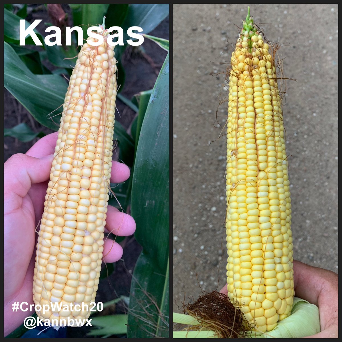 kannbwx's tweet photo. #Corn ears from the #CropWatch20 fields in Iowa, Illinois and Kansas. Planting dates range from April 18 (KS) to April 21 (IA). Above-average yields are expected for all three fields. https://t.co/rxIuG2pGzH