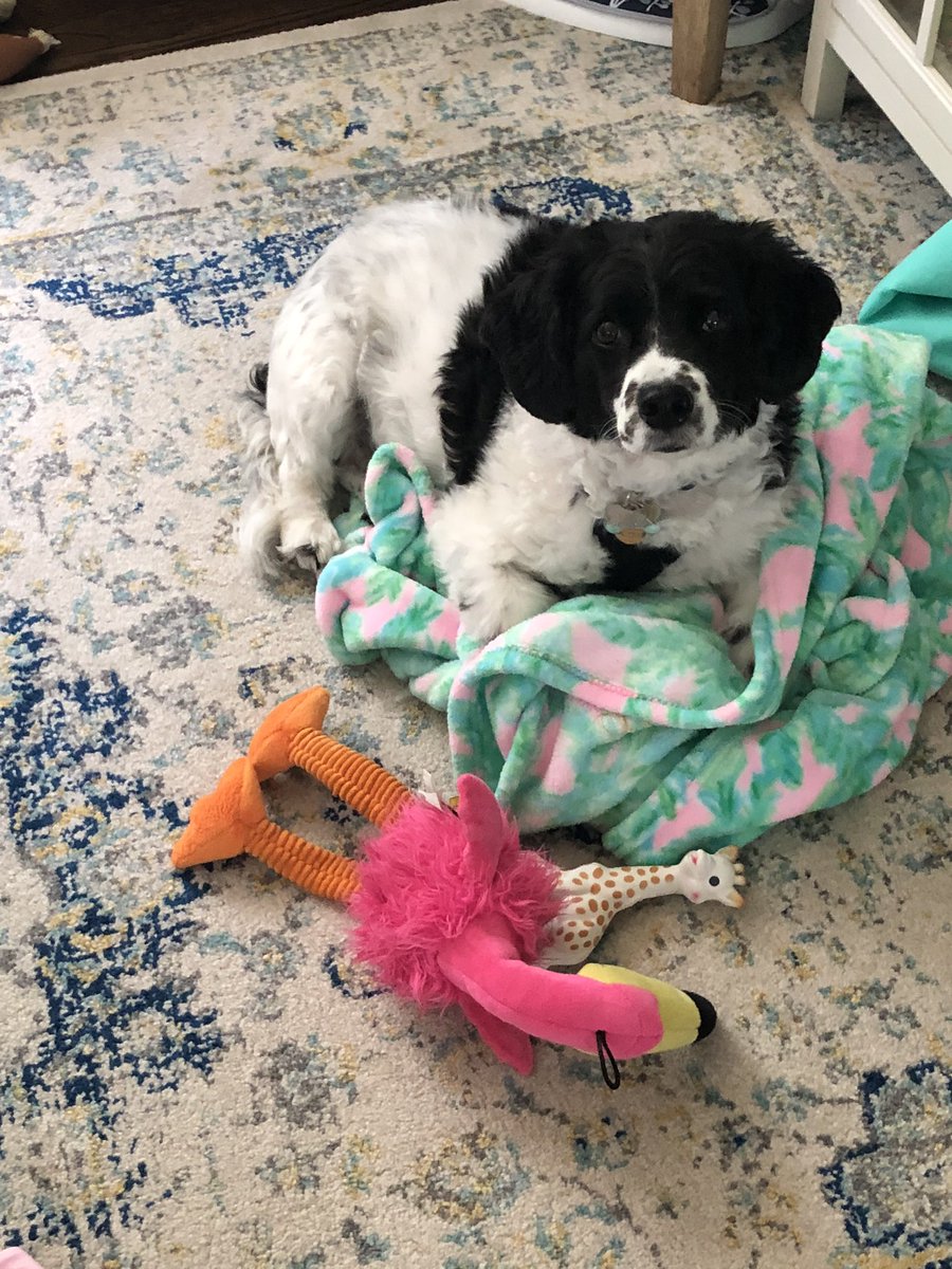 Mrs_Jefferson_'s tweet photo. @MDWritingProj @writingproject All the extra family time with my husband, pup and baby girl! #mwpwritenow https://t.co/fJkg1o5kjh