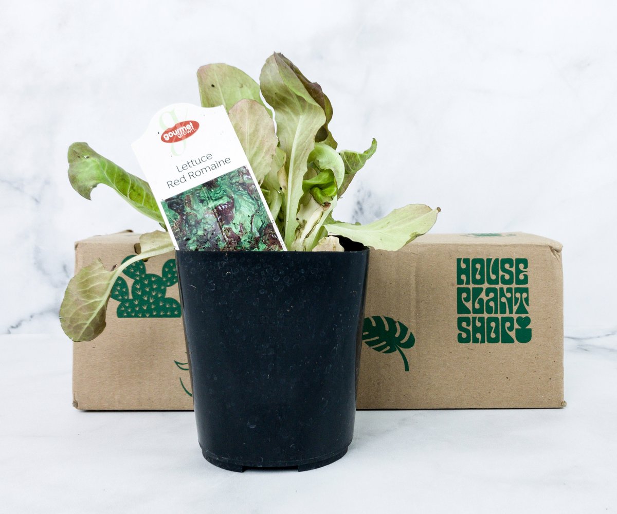 helloboxes's tweet photo. House Plant Box June 2020 Subscription Box Review - https://t.co/QiLs1kgDnp #subscriptionbox #HousePlantBox https://t.co/FEKgbsb2DP