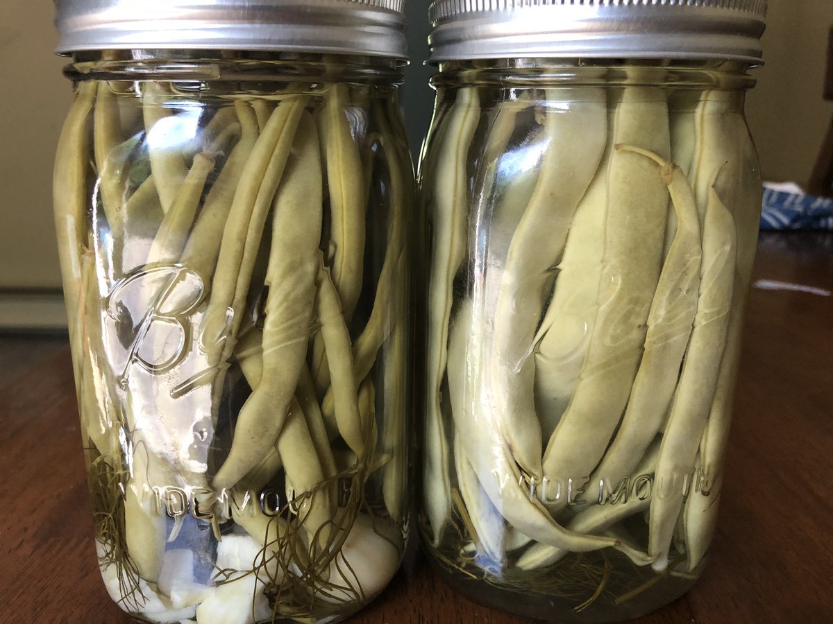 Dill and garlic pickled green beans from our first harvest