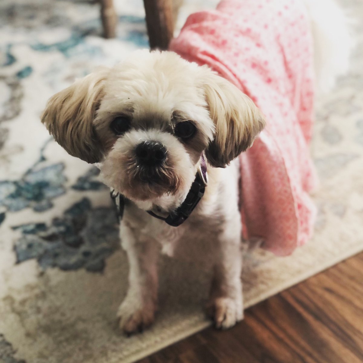 petsitco's tweet photo. Good morning, I’ll take my coffee black. No need for sugar or cream. I’ll also have a croissant with a side of peach jam. You can find me in the parlor when it’s prepared. - Maggie
#petsittingnwa #shihtzuqueen #dogsrulehumansdrool https://t.co/AiRYG63JoY