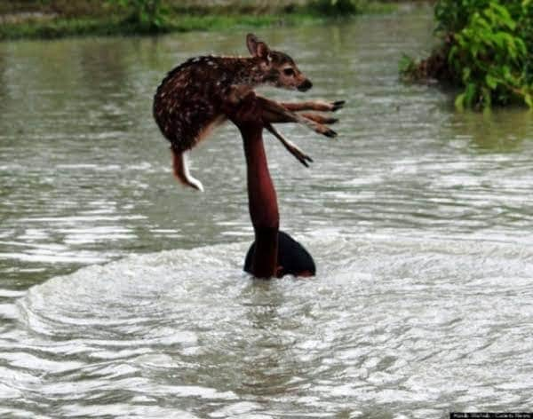 filmsymphonies's tweet photo. O estado de "Assam" na Índia está sendo inundado por um rio e mais de 100 pessoas morrendo enquanto aproximadamente 5 milhões foram afetadas. POR QUE NINGUÉM ESTÁ FALANDO SOBRE ISSO? POR QUE VOCÊS SÓ SE COMOVEM PELA EUROPA? #ProtectAssam https://t.co/kJ7loUEOxR