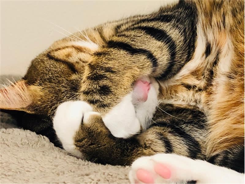 Pet Supplies Plus tweet media