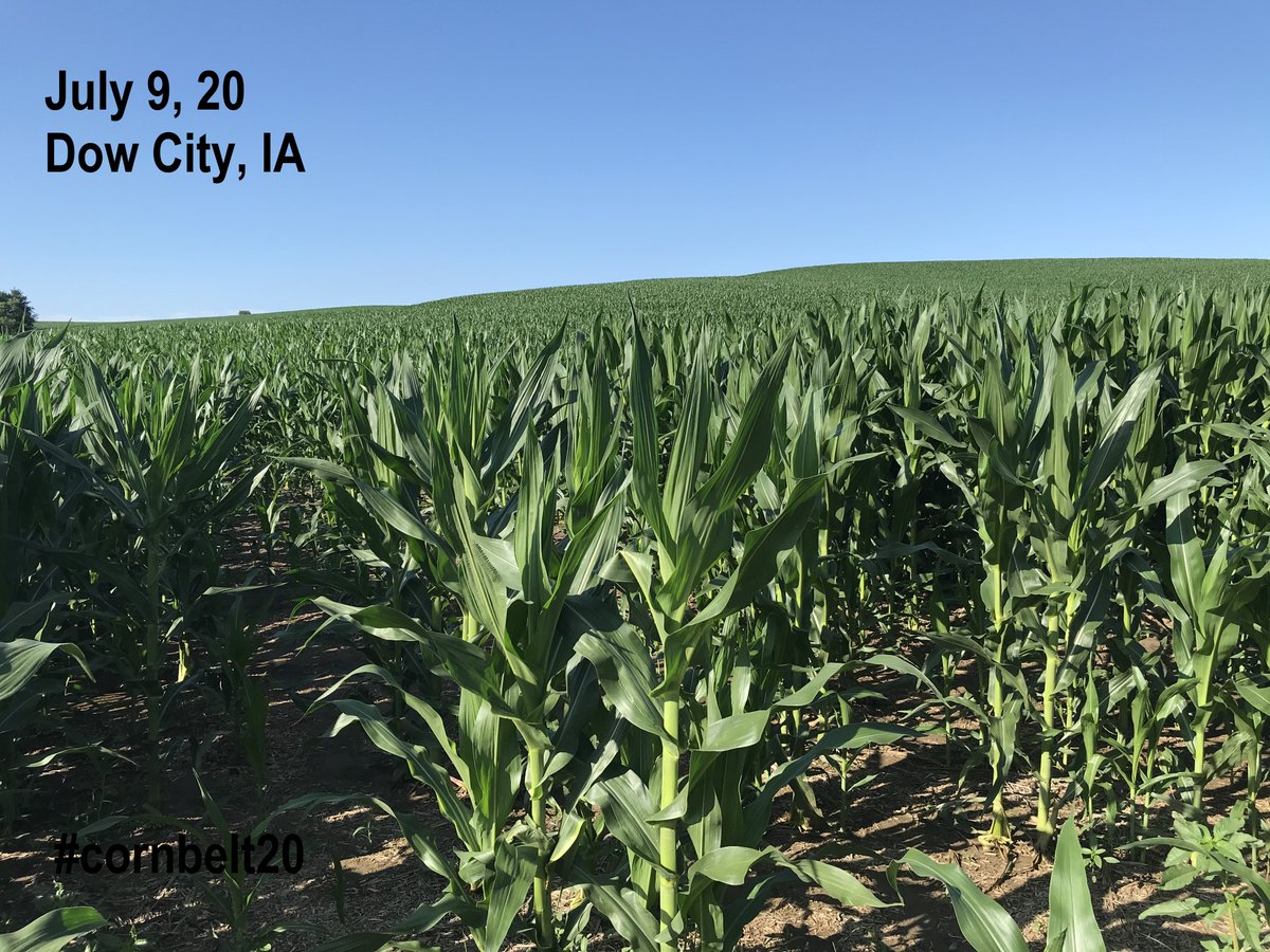 FarmsMarketing's tweet photo. Day 14 Day 1 out of 3 days July 9, 20 #cornbelt20 state of IA. Thank you to Kelly Garrett @XtremeAgFarming for his hospitality Dow City, IA. #corn planted April 20 under “perfect conditions” 37,000 – 50,000 plants irrigated 300+bpa non-irrigated 250 bpa. Thank You @genesisaglife https://t.co/vkhnntSPsV