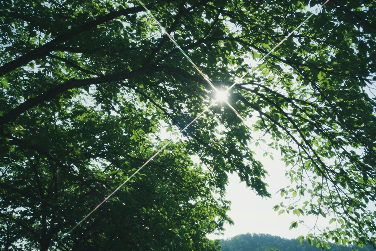 Zuki ズキ 雑談用 ボディキャップレンズのソフトフィルターとクロスフィルターで撮った写真 調整済 仕上げは自作プリセット