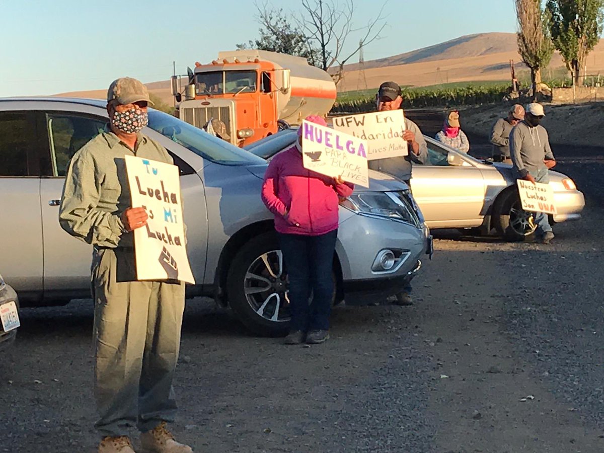 UFWupdates's tweet photo. Hundreds of grape workers across the Yakima Valley stopped work simultaneously this morning, reflecting quietly for 8 minutes and 46 seconds. 

At each worksite, managers stopped with them to hear the UFW statement of solidarity with the @Mvmnt4BlkLives. 

#StrikeForBlackLives https://t.co/UgjvhSJDn0