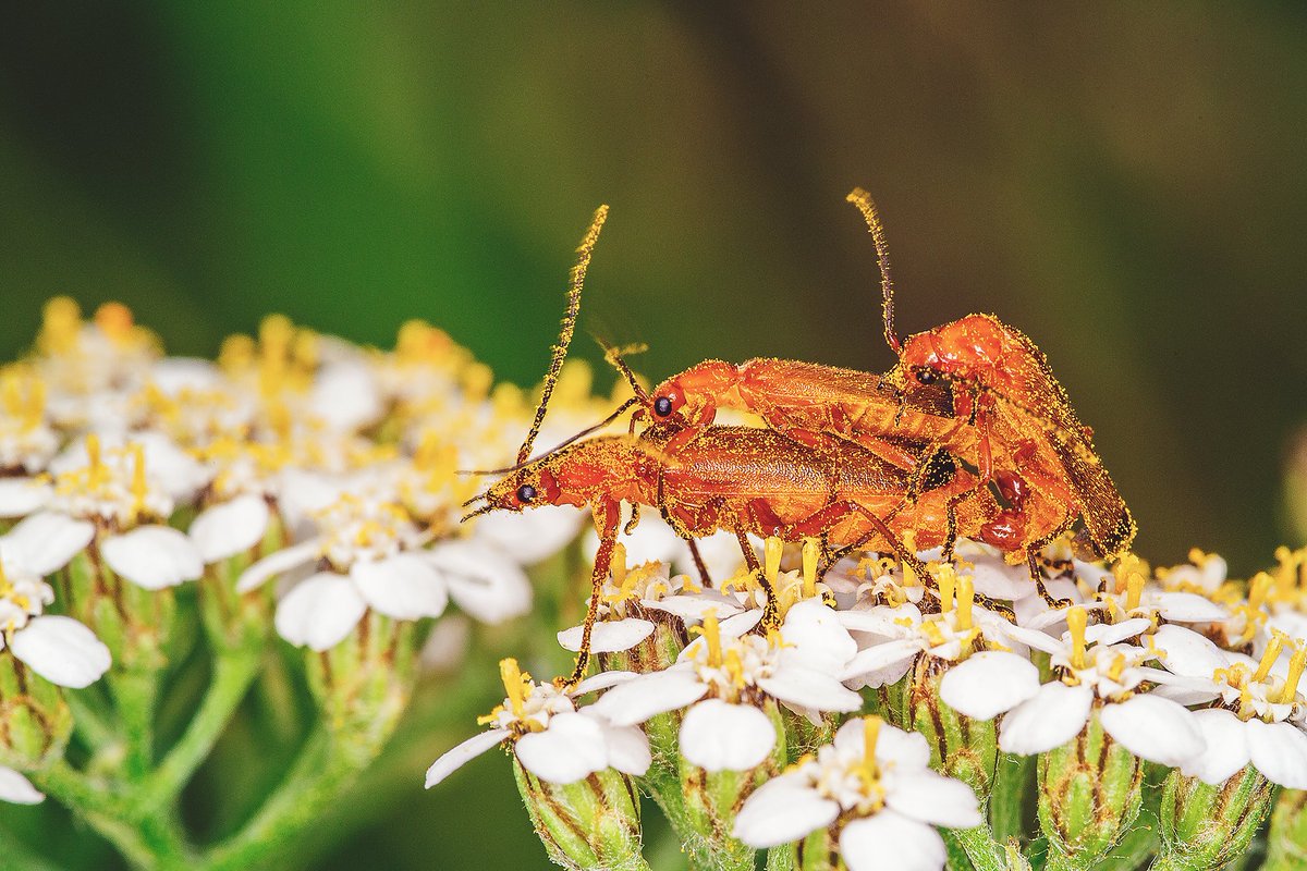 F_Smeds's tweet photo. Threesome 
#macro #canonkesä #bugporn #porn #threesome #love #tamron https://t.co/0peFWqo6sn