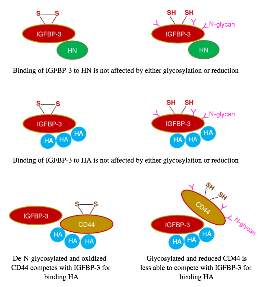 FEBSOpenBio's tweet photo. Now available to read online!
Biochemical determinants of the IGFBP‐3‐hyaluronan interaction https://t.co/6okY0W7FfF
#biochemistry #IGFBP #hyaluronan
Hedeel Guy Evans and team @EMUChemistry @EMUcas_
@MichiganChem @EasternMichU https://t.co/PzgZtVMRel