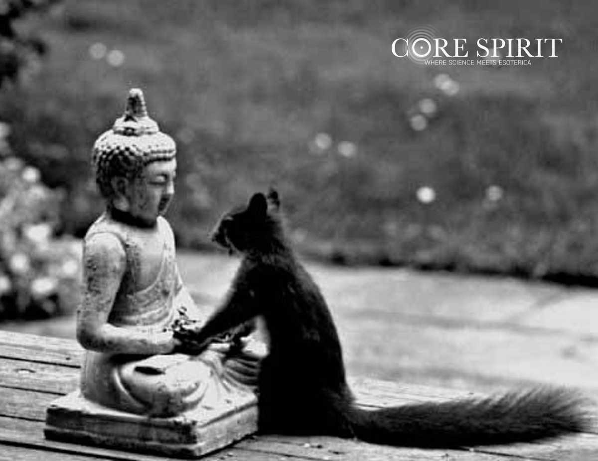 core_spirit's tweet photo. Everyone Needs Support Sometimes
We believe that with an open heart and mind one can step on the road to enlightenment and reach serenity.
And what do you believe in?
#corespirit #balance #harmony #enlightenedlife #openheart #enlightenment #serenity #mentalhealth https://t.co/mD8teU6yPa