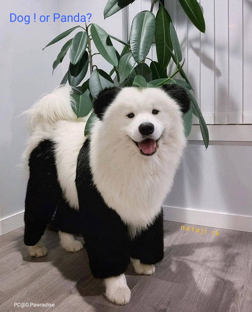 Netaji_RK's tweet photo. #Dog 🐕 ! Or 🐼 #Panda
#mondaythoughts
#AnushkaShetty
#vaccine #oxfordvaccine
#Puppy #puppylove
#Cute #beautiful
#Cat #Cats #BigCat
#Love #AnimalRights
#animallovers #Pet
#COVIDー19
#NationStandsWithKangana
#T20WC #tuesdayvibes
#TuesdayMorning
#jaihind
#netajirk #NNF https://t.co/SsT3oTbKwK