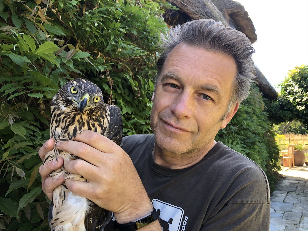 ChrisGPackham's tweet photo. ‘Hold it , flash , bang , wallop , what a picture - what a Goshawk !’ Yes , in the hand and now in the safe hands at the @HawkConservancy National Bird of Prey Hospital where it’s doing well ! Full story to come on @SIBirdClub this Friday at 9.00 am . https://t.co/kYa1c8QK3b