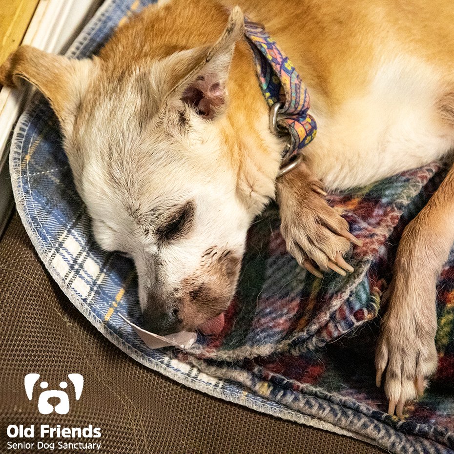 oldfriendssds's tweet photo. Sometimes Mondays are just Mondays!- Ester
#ofsds #ofsdsester #ofsdsapollo #seniordogs #ofsdsgoodmorning #mondays #ofsdsbondedpair #bondedpair https://t.co/mtD00odN6J