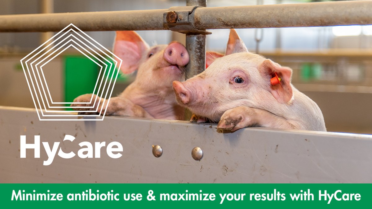 SchippersCanada's tweet photo. Want to learn how you can minimize antibiotic use while maximizing your results? 

Join our live HyCare webinar on Aug 12 to learn more about our HyCare method and how it can improve your operation!
  
https://t.co/N3z1Ptkp2l https://t.co/6lXId8vYo8