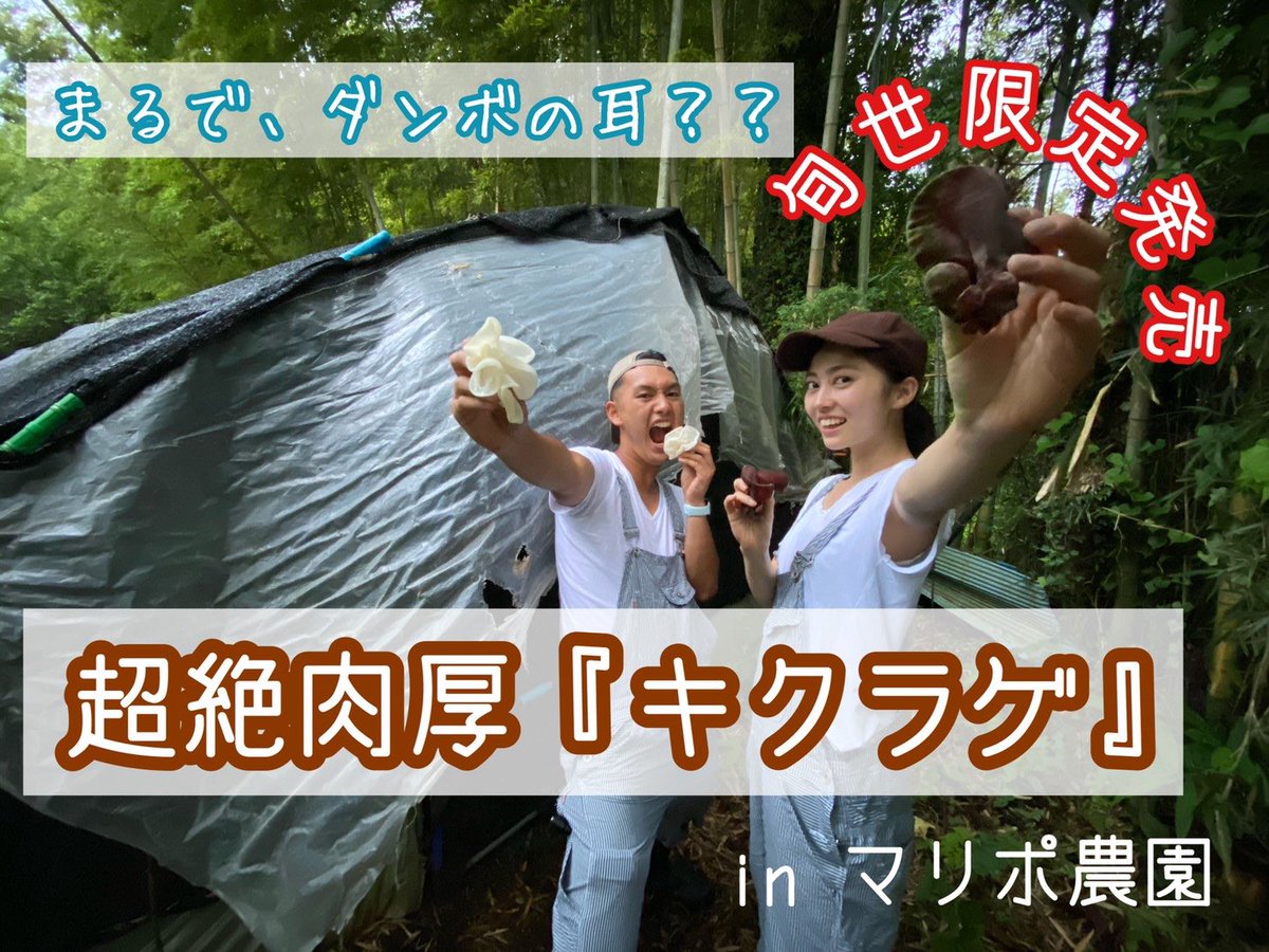 nogyozensho's tweet photo. 【動画紹介】
#まりぽ農園 で #きくらげ 収穫させていただきました！
白くて肉厚の珍しいきくらげ、そして古木さんのお話をお楽しみください！
#八百屋 #旬世 #世田谷
https://t.co/N6N0sqw4Qj https://t.co/JCbkxfmR4B