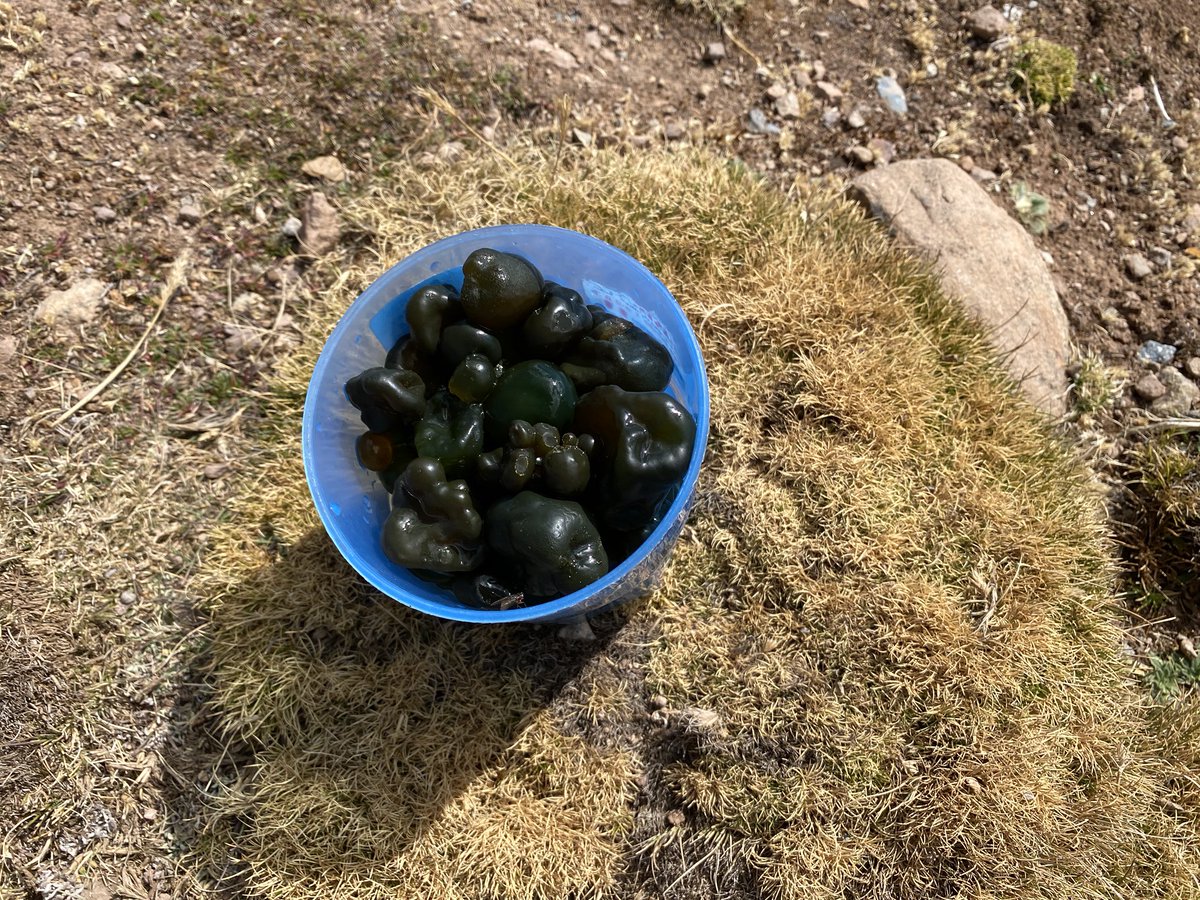 We stopped to visit 2 young adult sisters and their younger brothers, all of whom now live permanently at the family estancia so they’re out of town away from COVID risk. We harvested wild algae from the high lake. We gave away all the bread.