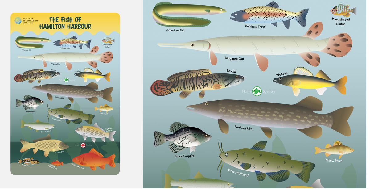 CreativeDayfor1's tweet photo. No matter the challenge, the design students taking part in Creative Day for Social Good can find a solution. When @HamiltonHarbour needed help explaining all the different fish worth protecting, they stepped up! #MotivationalMonday #catchoftheday #fish #DesignThinking https://t.co/phILpFEYHH