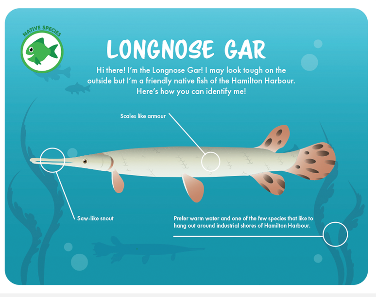 CreativeDayfor1's tweet photo. No matter the challenge, the design students taking part in Creative Day for Social Good can find a solution. When @HamiltonHarbour needed help explaining all the different fish worth protecting, they stepped up! #MotivationalMonday #catchoftheday #fish #DesignThinking https://t.co/phILpFEYHH