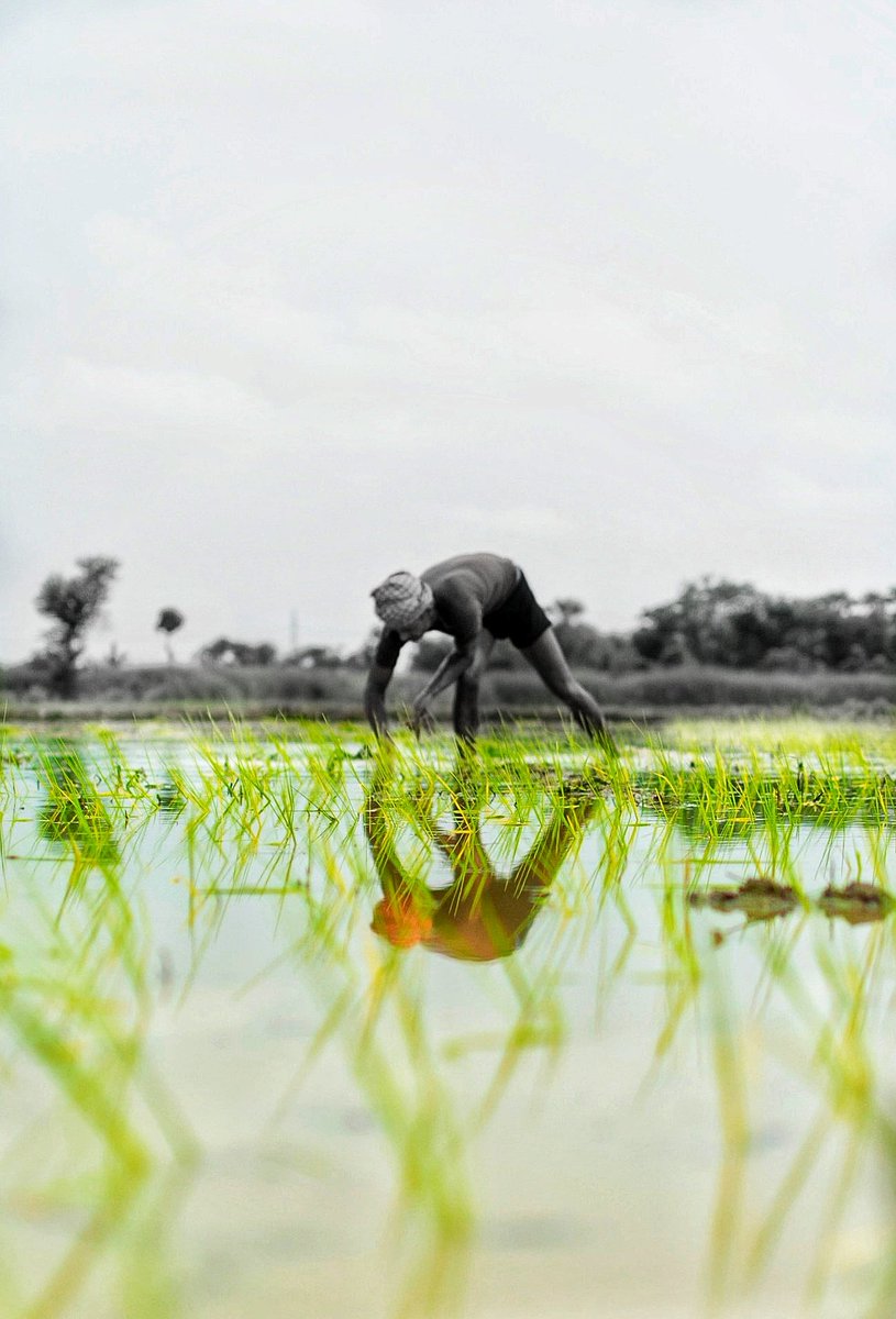 _Chikkipikki's tweet photo. The story of family farming underscores a legacy of sustainability.” 

#nikon #nikond5300 #natgeoyourshot #natgeoyourshot    #Sharewithkaush #darbhangadiaries  #photographersofdarbhanga #chikkipikki  @NikonAsia @NikonUSA @NikonUSA @NikonIndia  @RadhamohanBJP  @PiyushGoyal https://t.co/A5hJc5hCVr