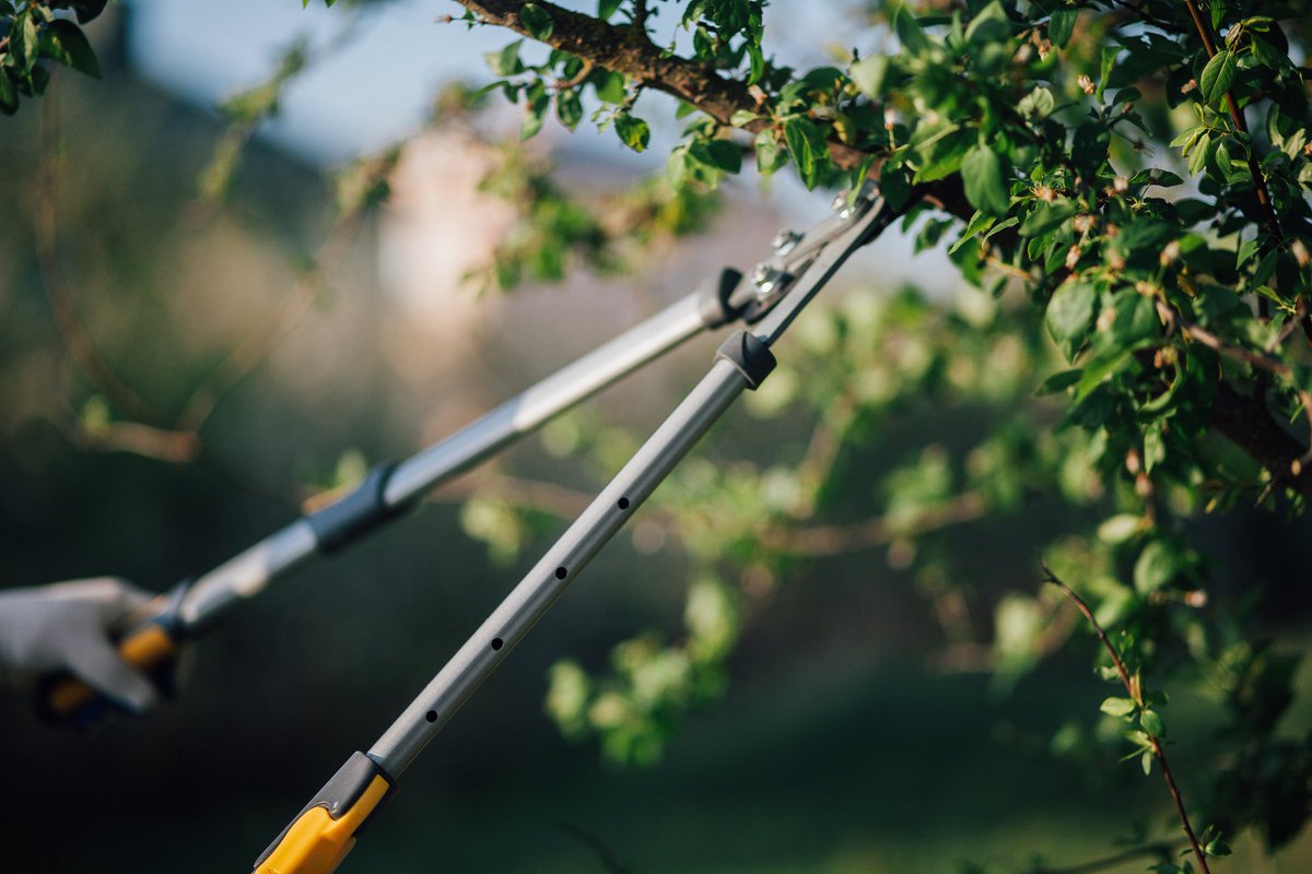 northatlanticl1's tweet image. Do your trees need pruning but din't know where to start? Our on-staff ISA Certified Arborist has years of experience evaluating and diagnosing tree and shrub issues. Visit our website to learn more!

603-205-7777
hubs.ly/H0sKnhk0

  #treepruning #shrubpruning #treecare