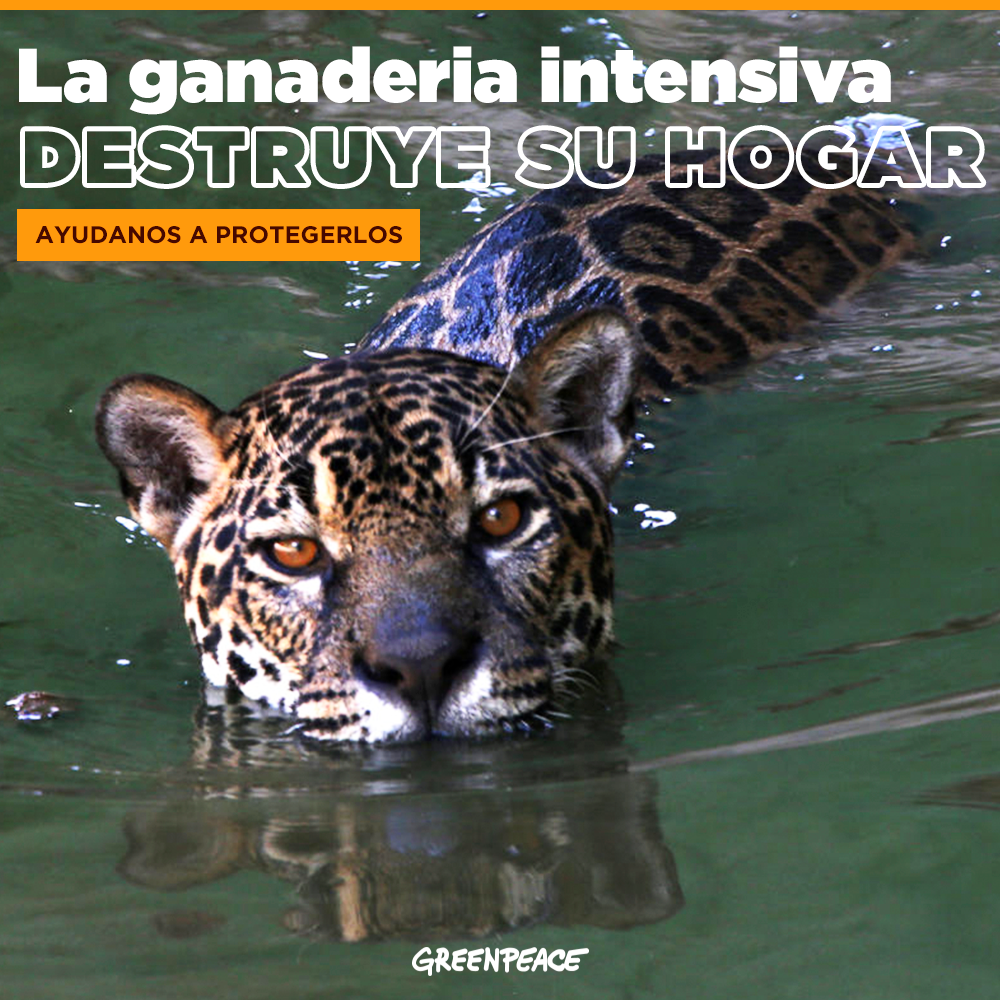 GreenpeaceCba's tweet photo. La ganadería intensiva desmonta sin control y los yaguaretés sufren las consecuencias: están en peligro por la destrucción de su hogar. Firmá y pedí deforestación cero en el norte de nuestro país: https://t.co/gUW2eOcfMt #DestruirBosquesEsUnCrimen https://t.co/FuWxM44baO