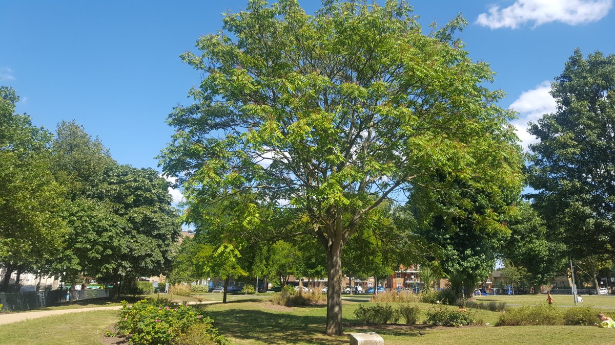 BermondseyTrees's tweet photo. Happy Birthday Ada Salter, our hero and inspiration 20/07/1866 - 04/12/1942. Tree of Heaven in Spa Gdns, Bermondsey planted in her memory. The inscription reads, "They who plant trees love others besides themselves" https://t.co/2xGyNvHADc