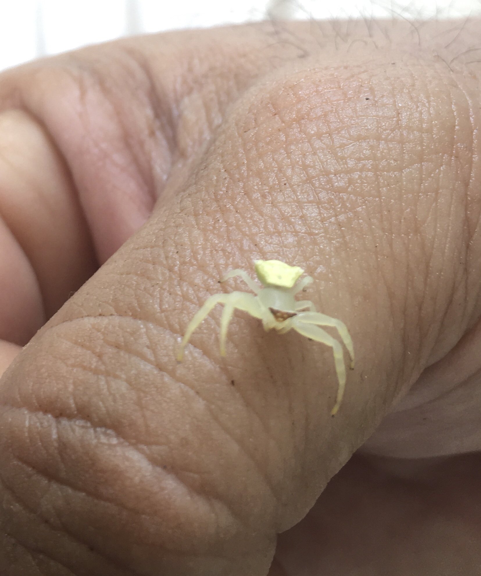 るくれるく 職場近くのムシシリーズ 食事中に手に上ってきた君は ヒメハナグモ ですね いろんなポーズをしてくれました ムシ むし 虫 虫注意 節足動物 クモ 蜘蛛 ハナグモ 花蜘蛛 カニグモ科 蟹蜘蛛科 姫花蜘蛛 T Co