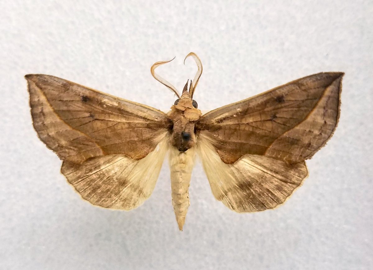 Vampire Moth Flutter What Are Vampire Moths