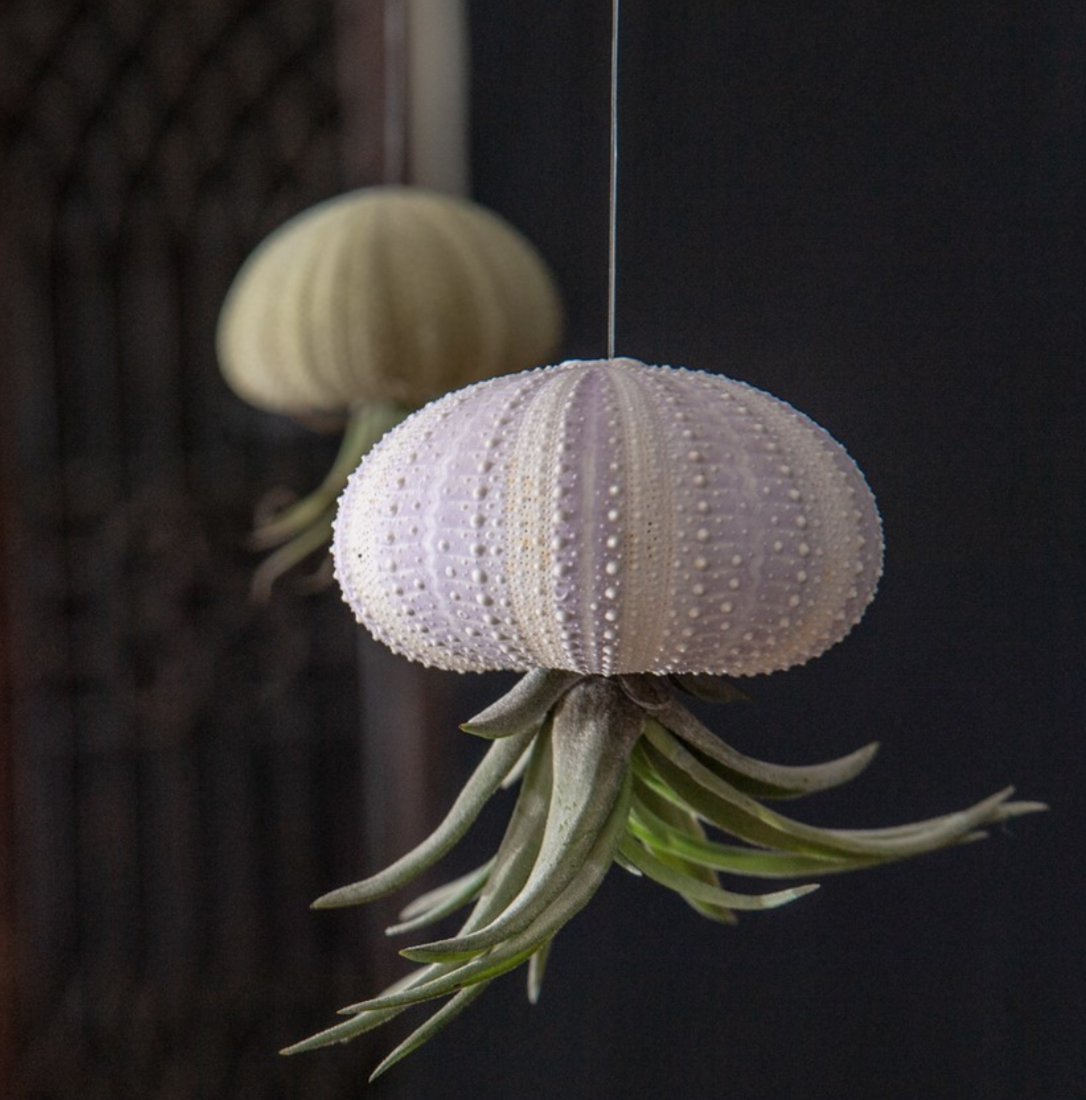 EBTMorlando's tweet photo. These air plants make their home in natural sea urchin shells, creating a beautiful decorative item for your home. Students can add their own flair &amp; design to decorate as they wish, or leave the shells in their natural state. Available as DIY kits to go! 🌱🌿🪴 https://t.co/leCerlSclL