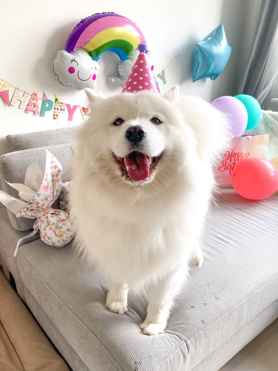 mayapolarbear's tweet photo. OMGOSH IT‘S MY BORKDAY 🌸🎉 https://t.co/LaBsDphpOE