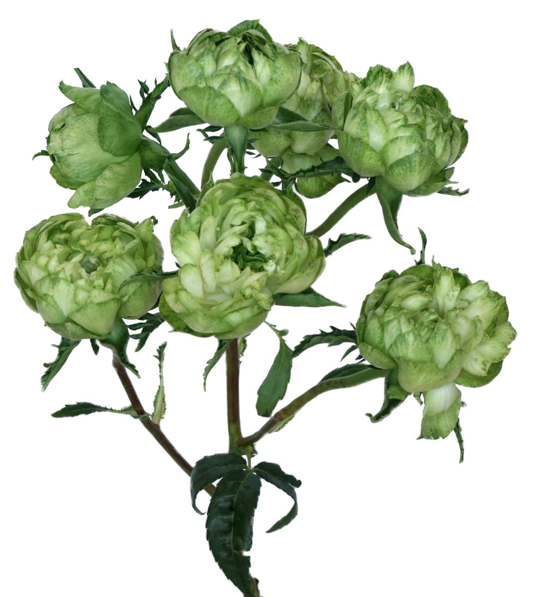 With the fresh green color of leaf buds in spring, Princess Midori - our first spray rose - lends a lively accent to bouquets and arrangements in almost any palette. Each stem bears at least four small blooms of a unique, intense shade. bit.ly/2WELL7Z. #gardenroses