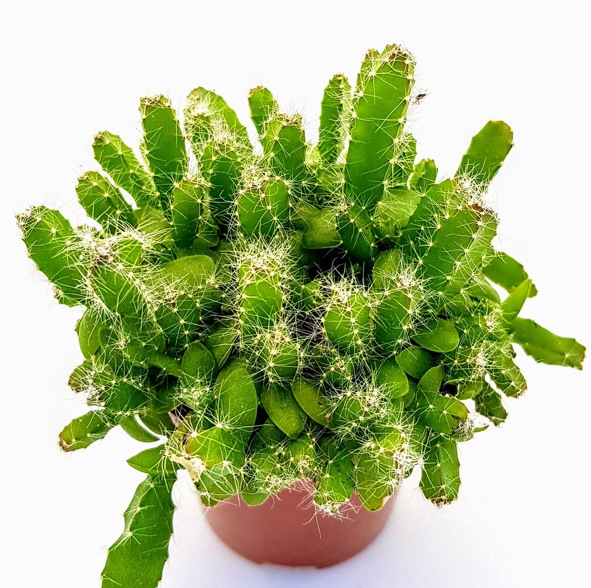 Meet the plants: Nightblooming #Cactus. This little fella produces a yummy fruit you might recognise... The dragon fruit! #succulents #houseplants 
bit.ly/2ZDHGTo