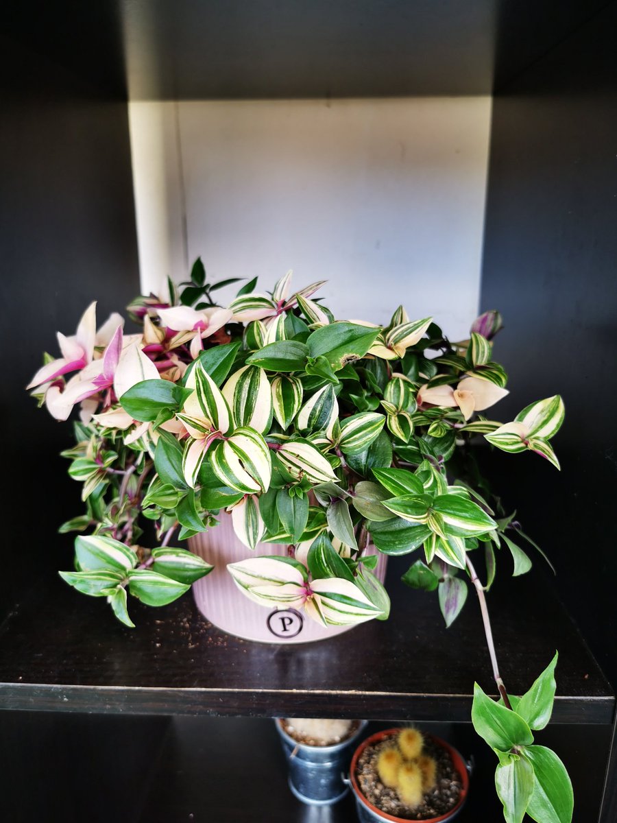 emfioriflorist's tweet image. If you recieve this today or over the next few days just know that  the person who gave it to you is a theif as it was stolen from my shop today--feel free to share as there's a slim chance the recipient may see this 😡 #leighonsea
