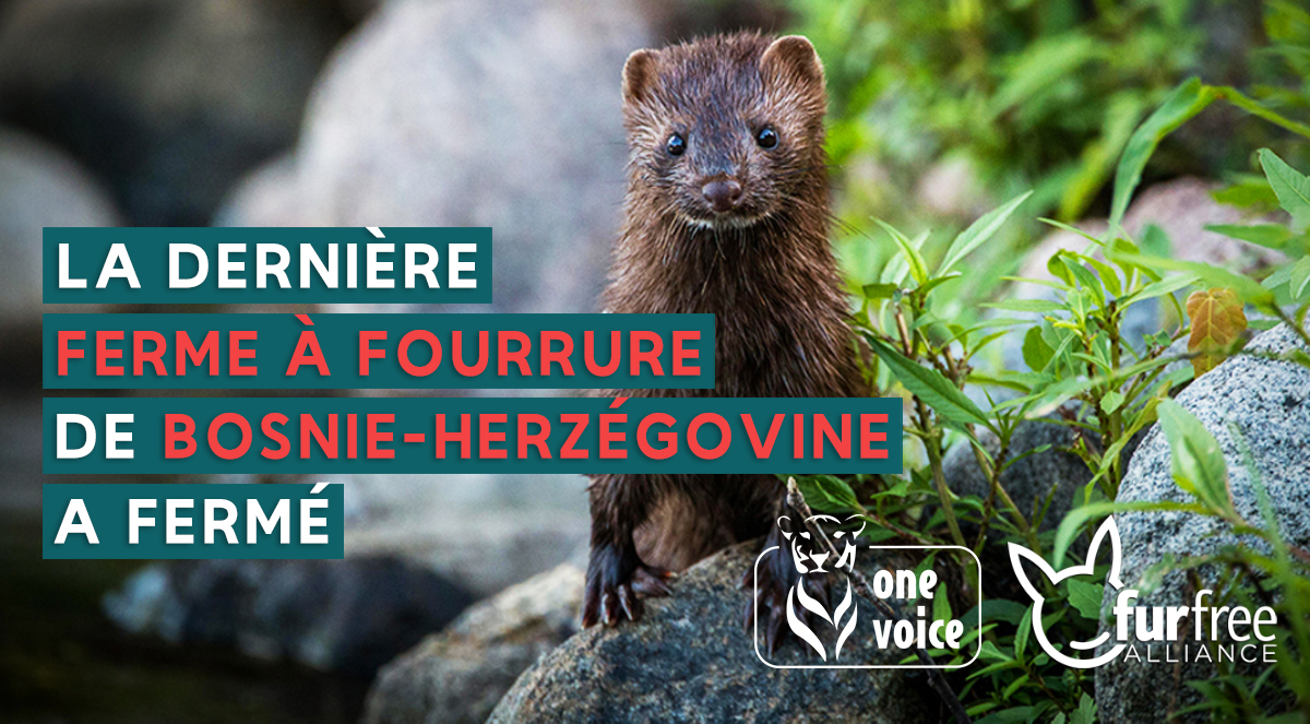 onevoiceanimal's tweet photo. Les portes de la dernière ferme à fourrure de Bosnie-Herzégovine viennent de se fermer!
Bravo à #ecoveganimals, notre partenaire au sein de la @FurFreeAlliance. #StopFourrure #MakeFurHistory https://t.co/yfr4wQHOdh