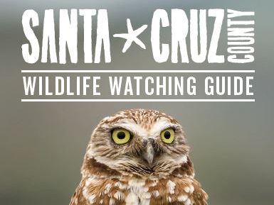 Get a copy of @visitsantacruz County’s Wildlife Watching Guide at santacruz.org/plan-your-trip…

#santacruzcounty #wildlifehabitats #birdwatching #wildlifewatching