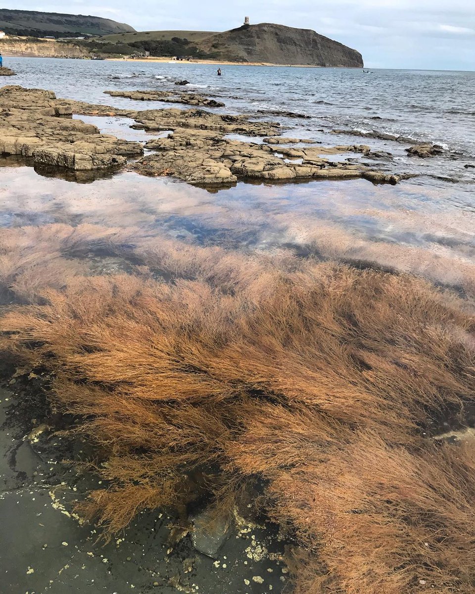 coastmag's tweet image. Lucious seaweed in #Kimmeridge!
~
Thanks @gingerfishfinger for sharing!
~
 #coast #ukcoast #lovethesea #coastallife #coastalliving #beachlife #seaweed