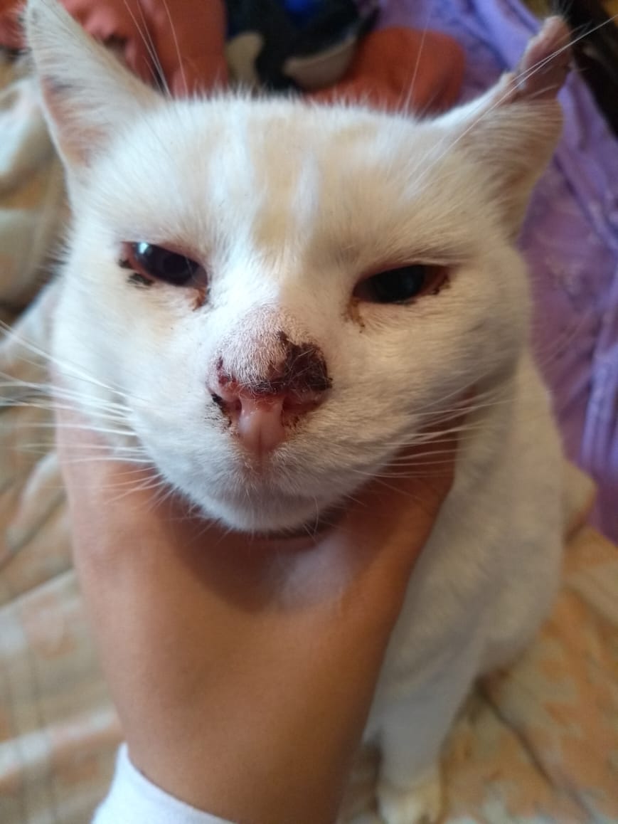 _plutodaughter's tweet image. AJUDE A SALVAR O LUKE

O Luke foi diagnosticado com câncer de pele e infelizmente eu não consigo pagar o tratamento 😭
Antes de vir aqui eu tentei aumento do limite do cartão de crédito, tentei empréstimo com o banco, mas n conseguiram me ajudar, esse é um pedido honesto de ajuda