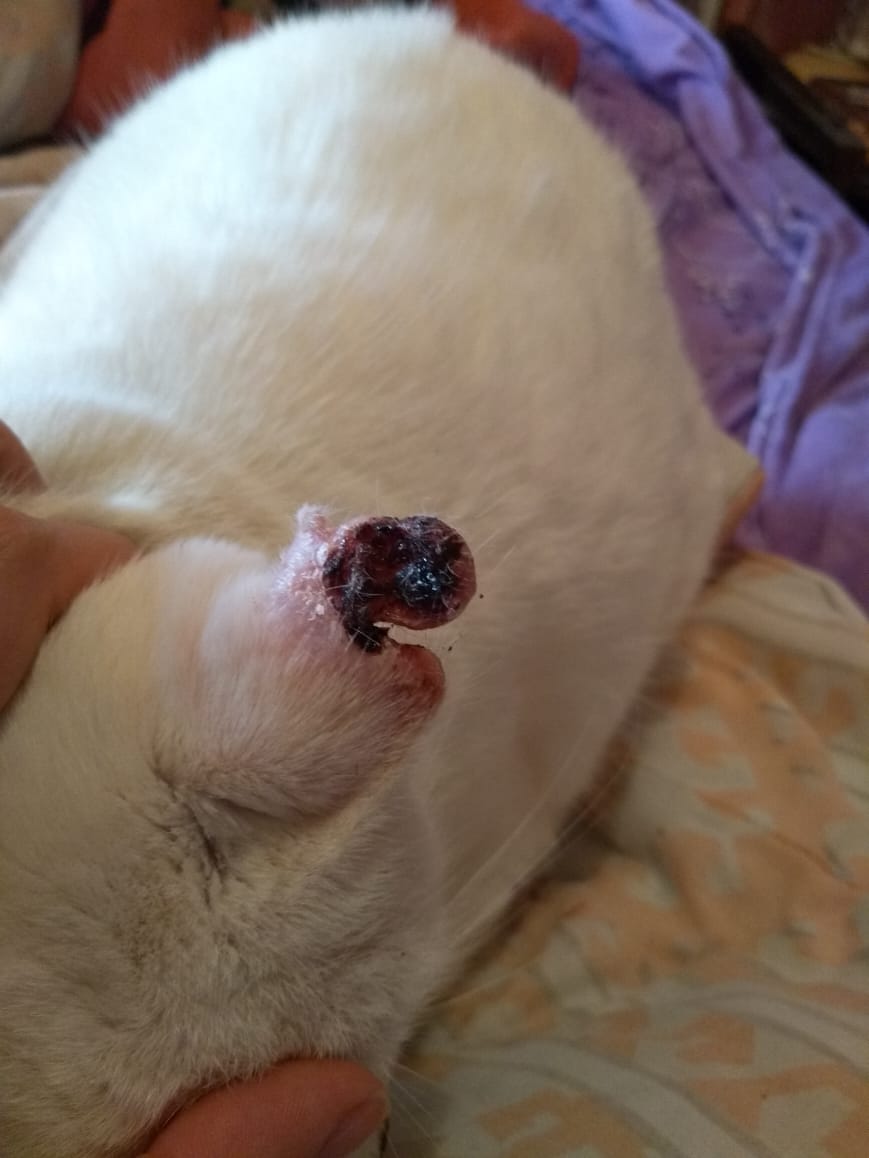 _plutodaughter's tweet image. AJUDE A SALVAR O LUKE

O Luke foi diagnosticado com câncer de pele e infelizmente eu não consigo pagar o tratamento 😭
Antes de vir aqui eu tentei aumento do limite do cartão de crédito, tentei empréstimo com o banco, mas n conseguiram me ajudar, esse é um pedido honesto de ajuda