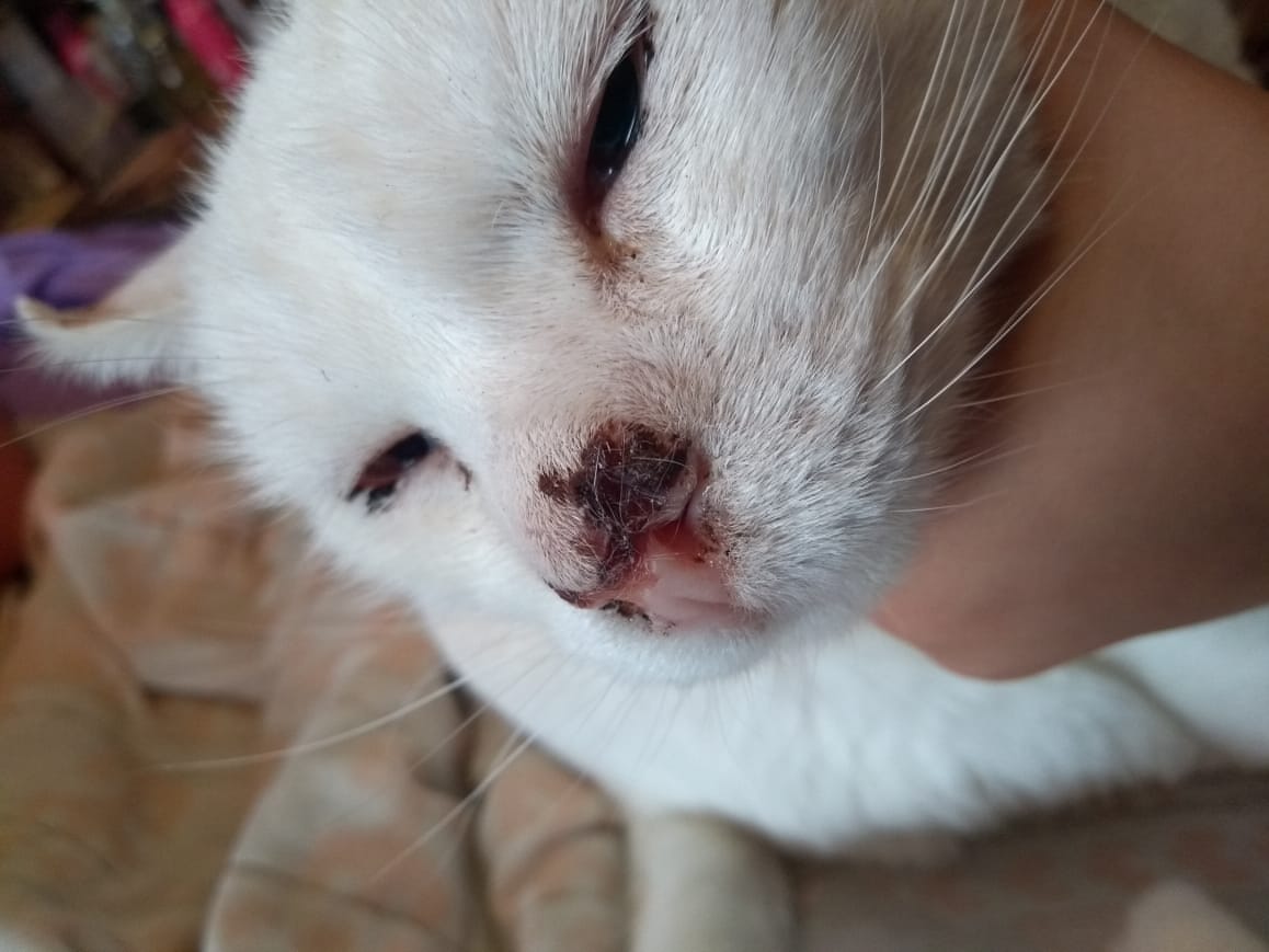 _plutodaughter's tweet image. AJUDE A SALVAR O LUKE

O Luke foi diagnosticado com câncer de pele e infelizmente eu não consigo pagar o tratamento 😭
Antes de vir aqui eu tentei aumento do limite do cartão de crédito, tentei empréstimo com o banco, mas n conseguiram me ajudar, esse é um pedido honesto de ajuda