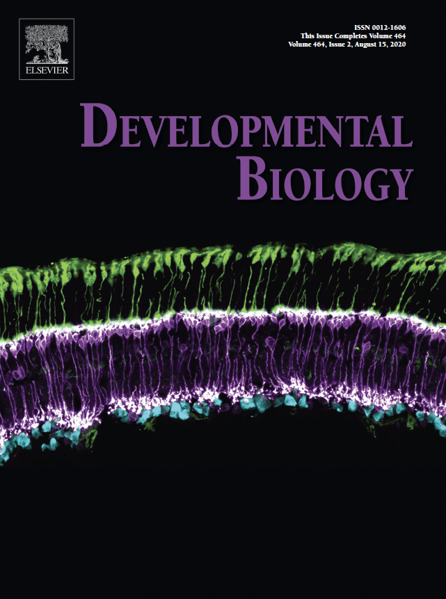 Dev_Bio_Journal's tweet photo. #DBteaser #DBfeatures #DevBio #ICYMI
Have you seen our August 15 issue?
Cover features: "Prdm1 overexpression causes a photoreceptor fate-shift in nascent, but not mature, bipolar cells" Goodson et al. 2020.
Read more here -> https://t.co/DGuOh15o6a https://t.co/NOo8pyVgHW