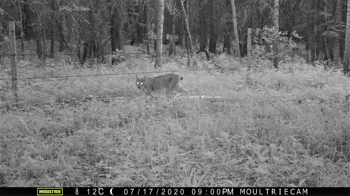 #mountainlion Monday (along with a #lynx) 🦁🐾  As a #citizenscientist, I am noticing that we can go for weeks without a #cat visit, and then when one shows up (in this case the #cougar), another one often shows up a couple days later. Any science to this?? #wildlife #alberta