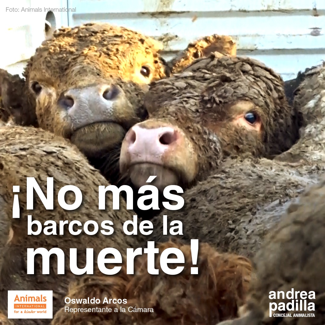 #NoMasBarcosDeLaMuerte Hoy radicaremos en la @CamaraColombia nuestro proyecto de ley para acabar con la exportación de animales vivos por vía marítima: el más cruel y repugnante de los negocios de explotación animal en el mundo, del que Colombia hace parte ¿De qué se trata? 👇